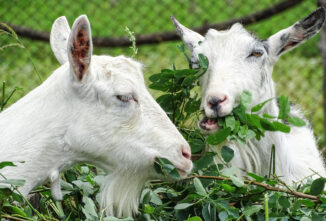 Caprine Crops: Beet Pulp for Goats and Other Alternative Feed